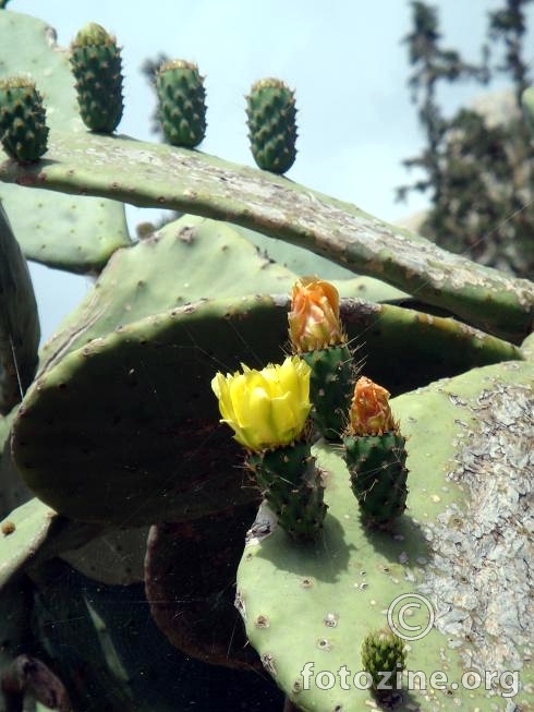 kaktusi u navplionu