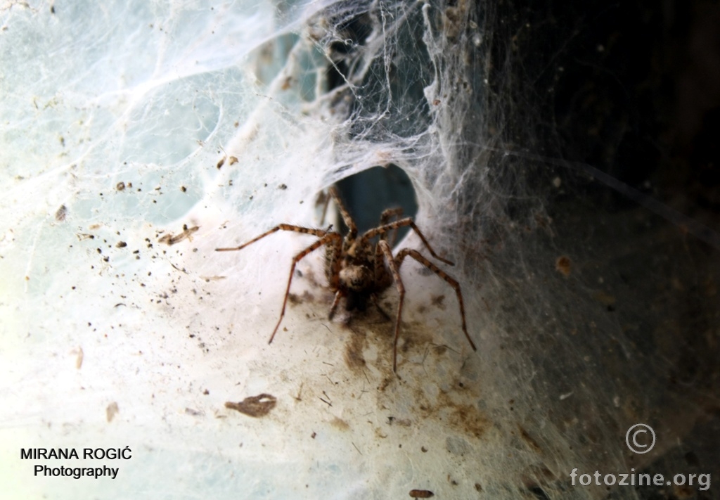 sad kraljuje pauk nad zapuštenom paučinom u zapuštenoj kući na zapuštenom selu.
