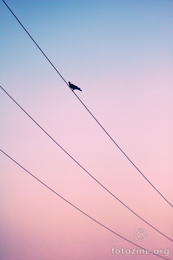 Bird on Wire