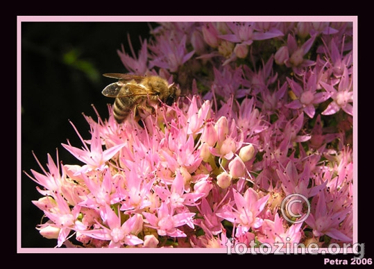 Pčela i sukulent
