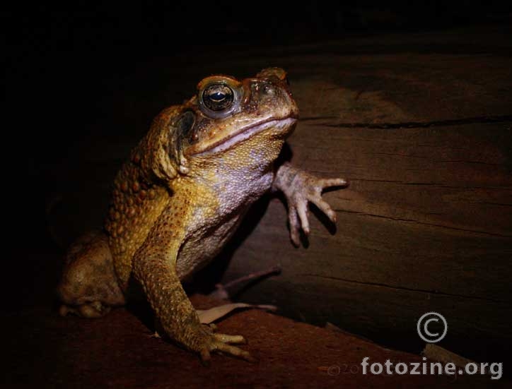 Cane toad, Bufo marinus