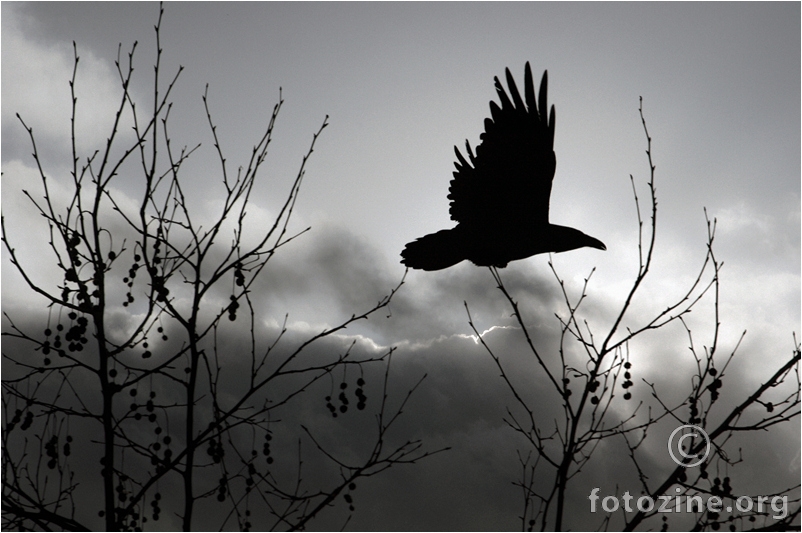 Raven    Fly with Me