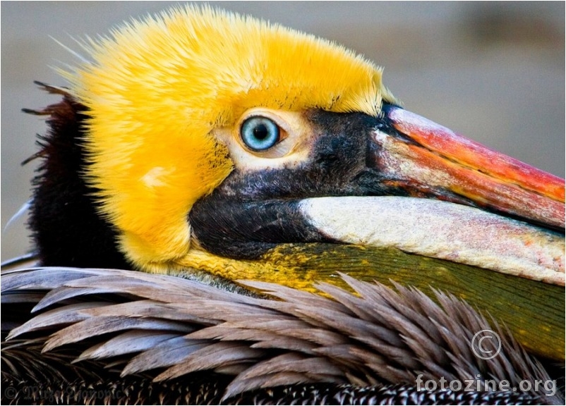 Blue eyed Pelican