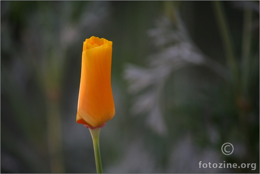 California Poppy _ Alone in Damned Forest