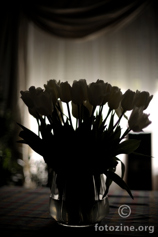 Bijeli tulipani..