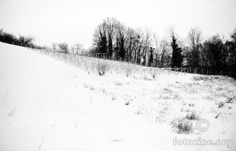 Foto-grafika -Vinograd u snijegu...