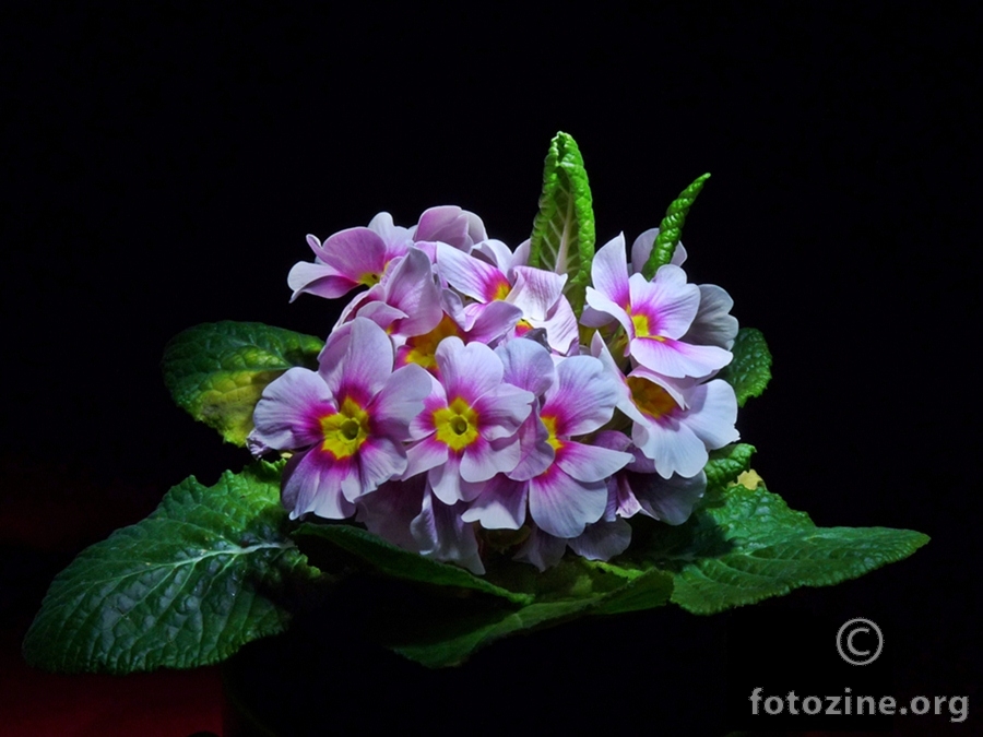 foto br. 487759