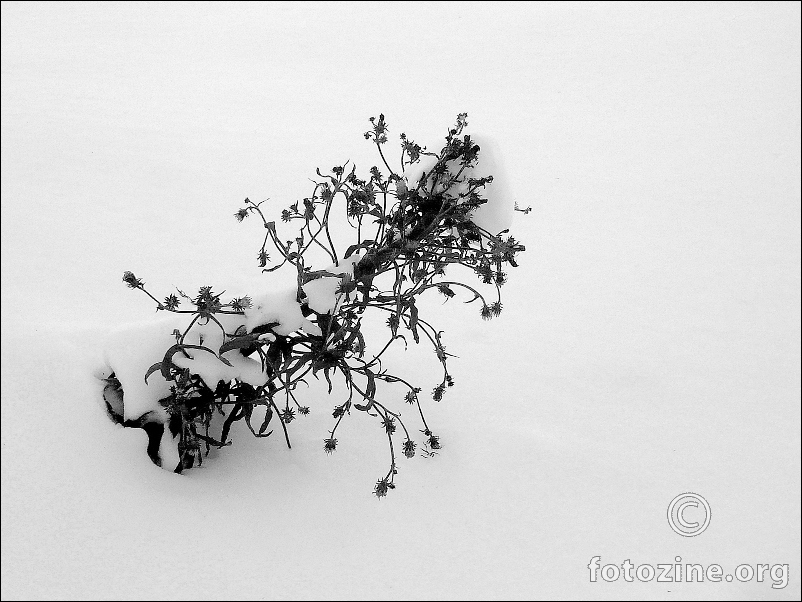 Snježna ikebana...