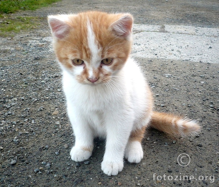 Opasan "Tigar" :)