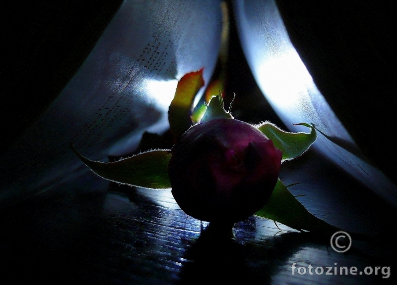 Crna ruža...