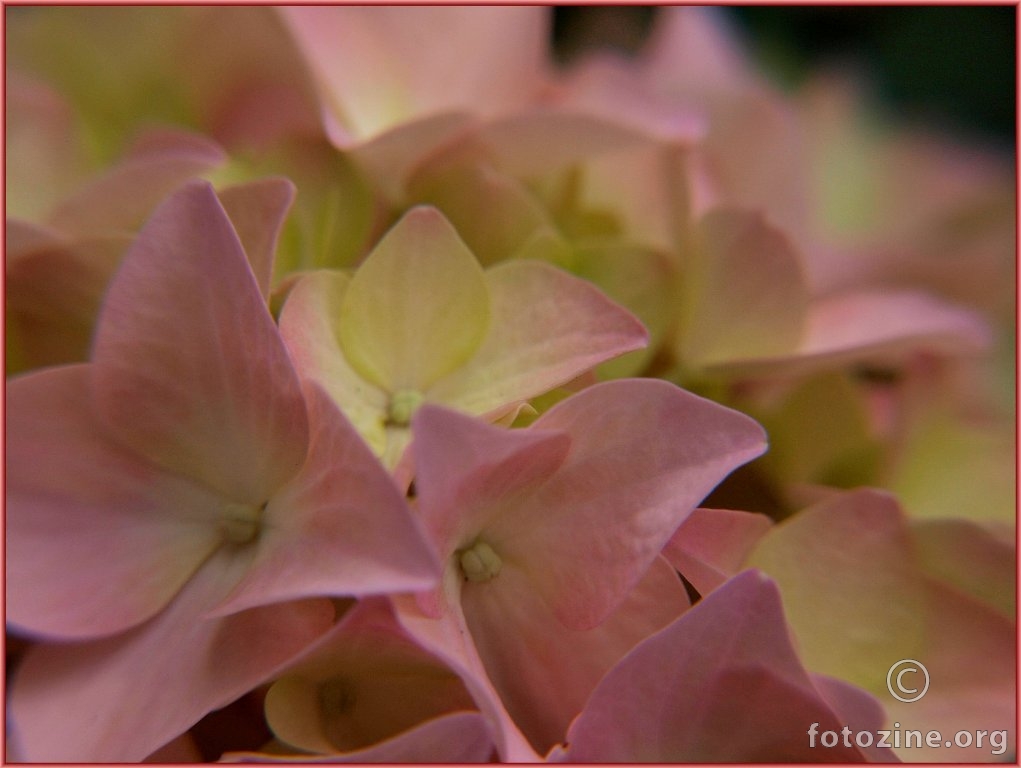 latice hortenzije