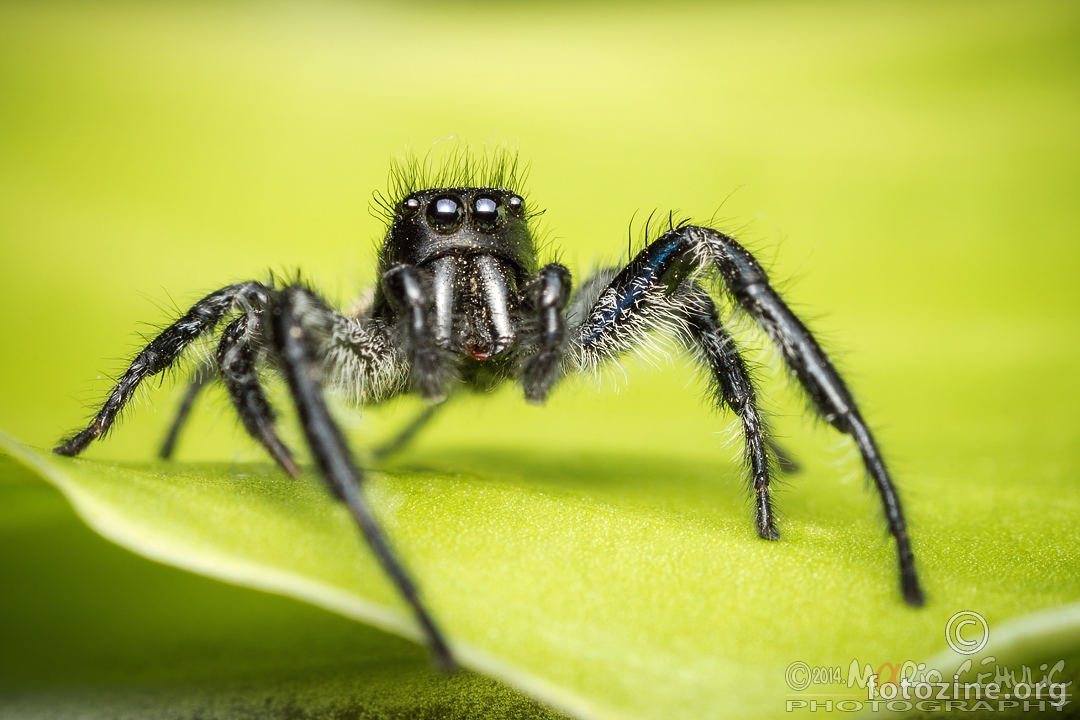 Carrhotus xanthogramma, mužjak pauk skakač