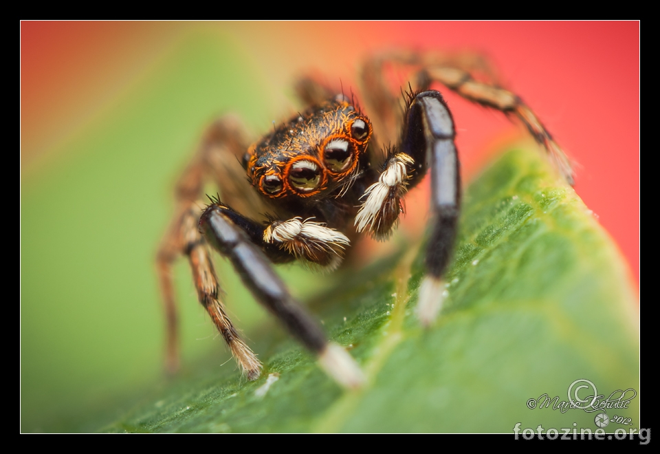 Euophrys frontalis male jumping spider