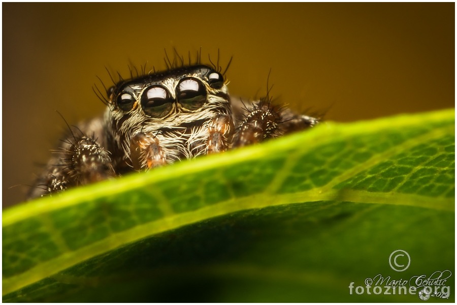 Evarcha arcuata female jumping spider - malena se srami :)