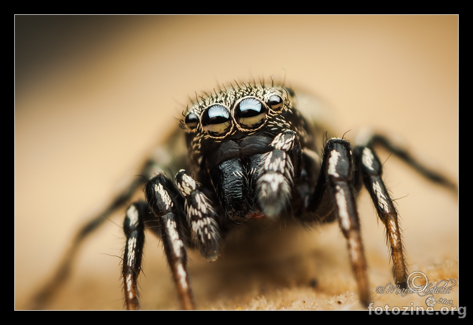 Heliophanus auratus male jumping spider