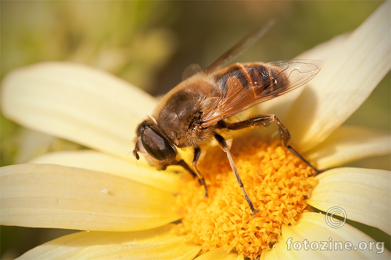 Honeybee closeup