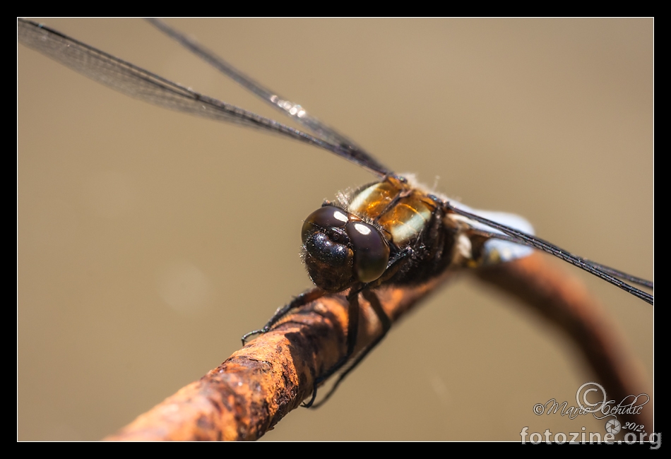Libellula depressa blue dragonfly