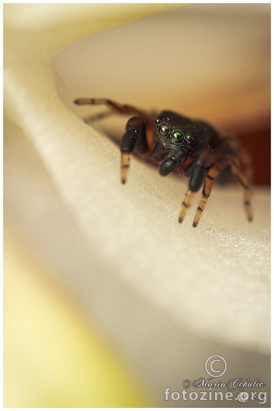 Ballus chalybeius adult male jumping spider