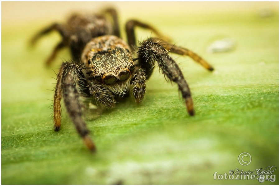 Mendoza Canestrinii male jumping spider