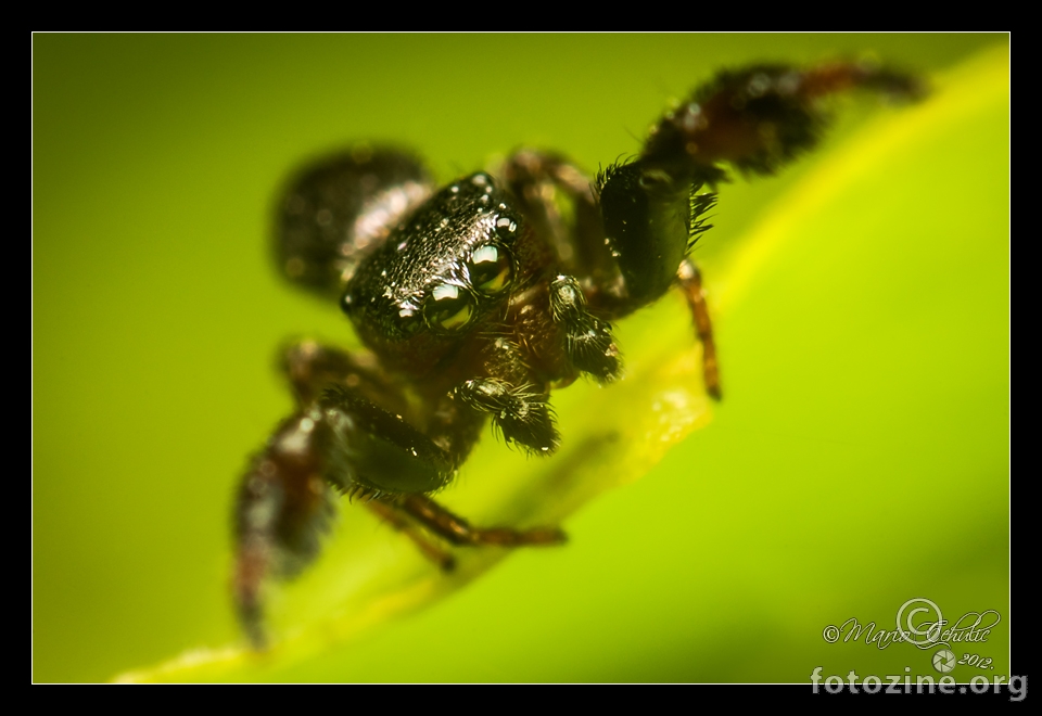 Sibianor aurocinctus male jumping spider