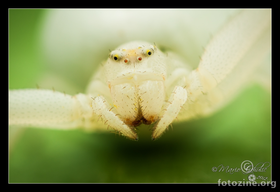 Misumenoides formosipes crab spider