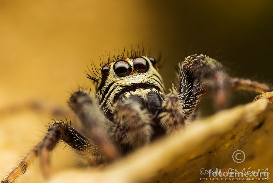 Macaroeris nidicolens ženka pauka skakača