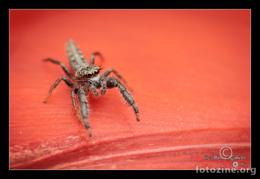 Mendoza canestrinii male jumping spider