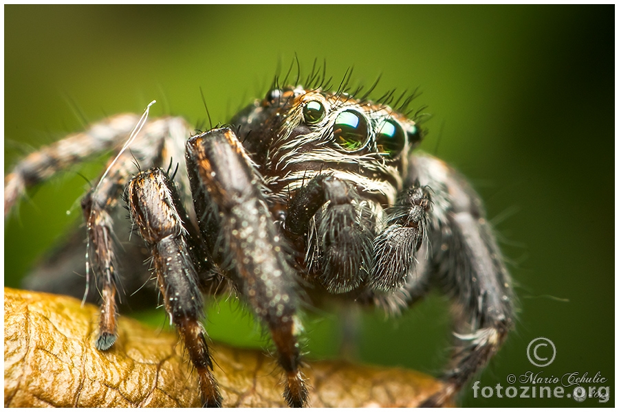 Evarcha arcuata - eyes of a jumping spider 8)
