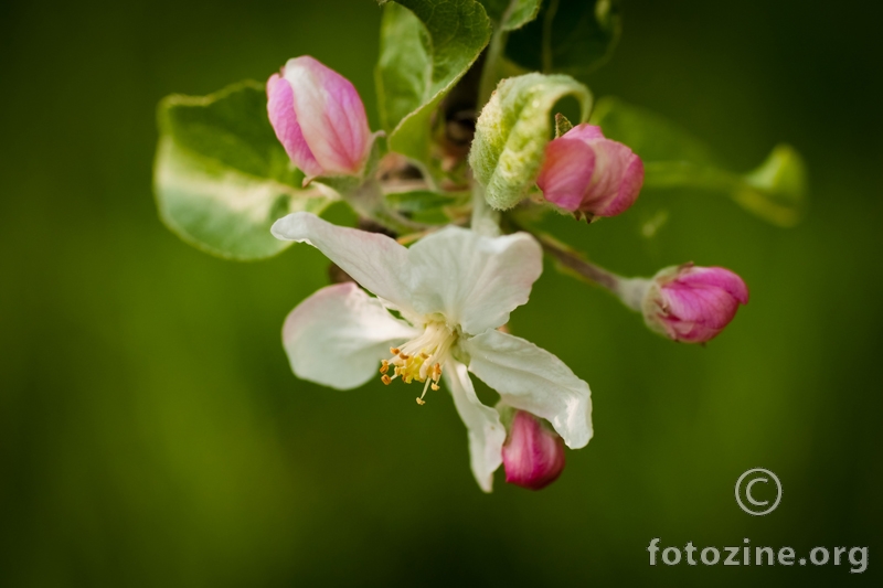 cvat jabuke