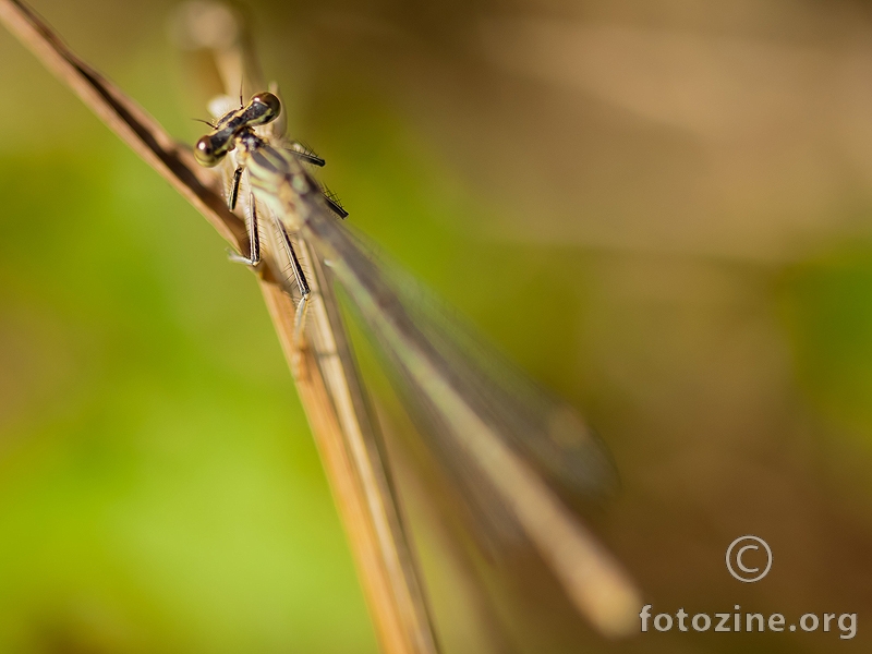 dragonfly - dlakave noge :)