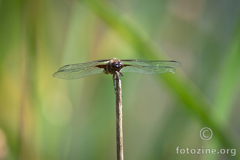 dragonfly-7