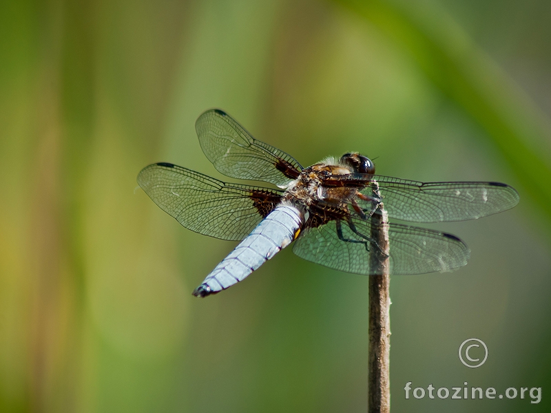 dragonfly-8