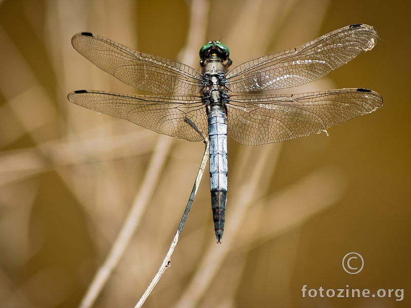 dragonfly-2
