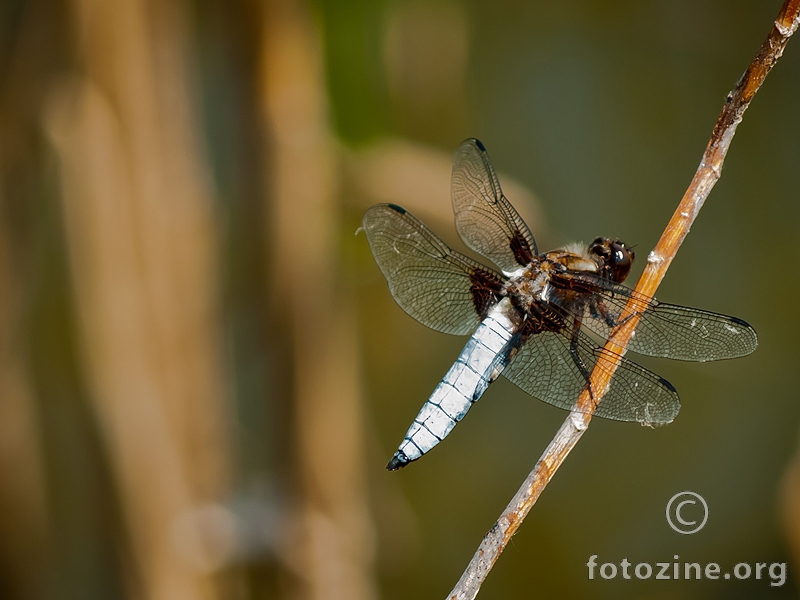dragonfly-4