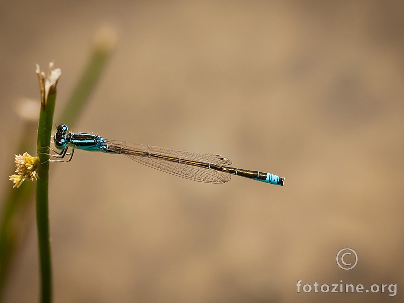 mali plavi dragonfly