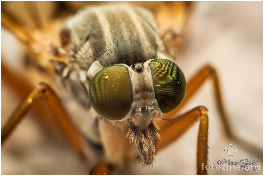 portrait of a robber fly