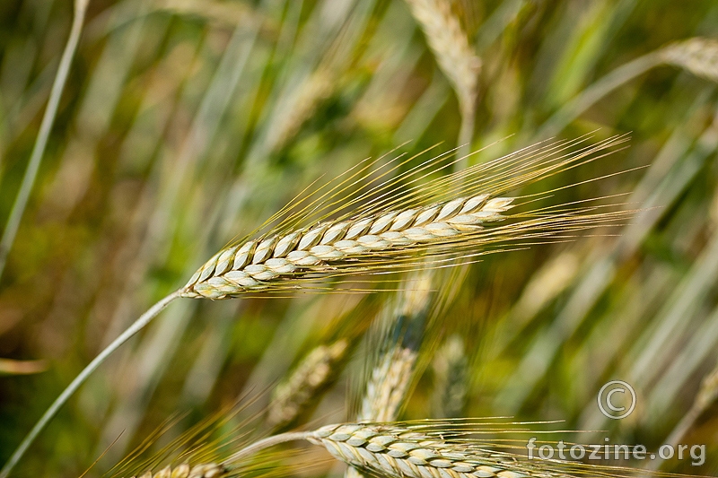 pšenična konfuzija