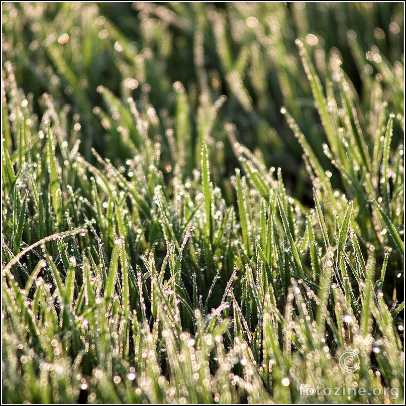 Kvadrat rosne trave