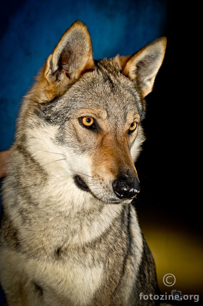 Češki vučji pas