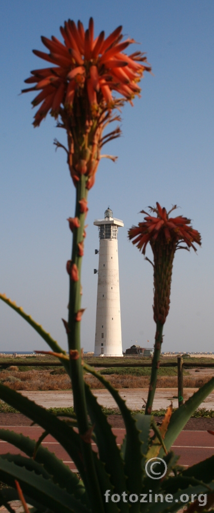 Aloe and the Lighthouse