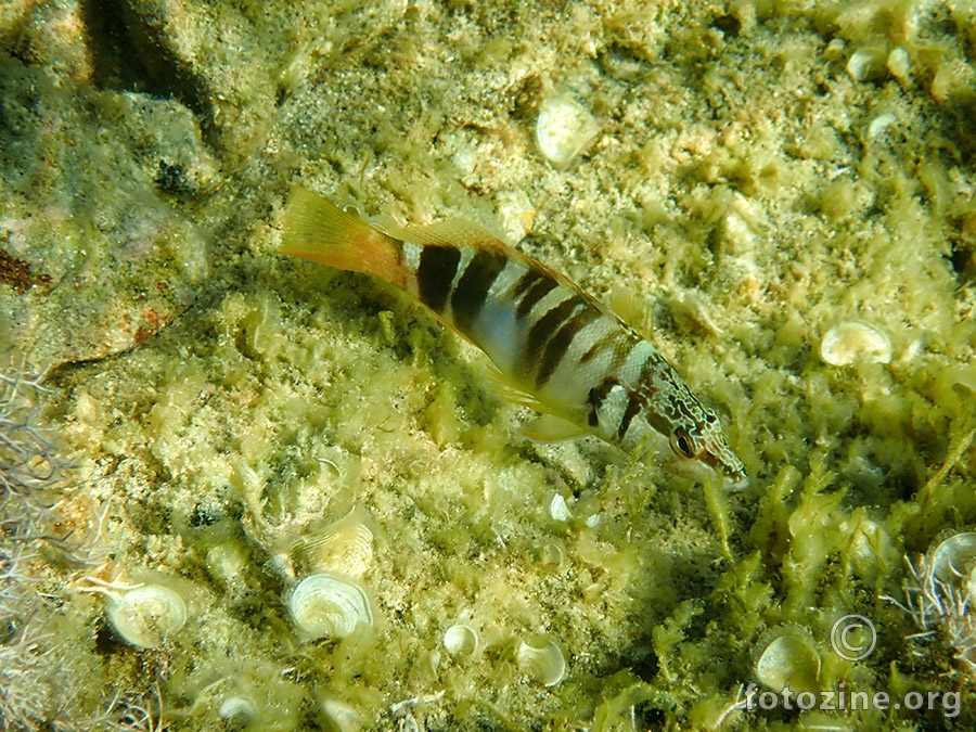 Pirka II