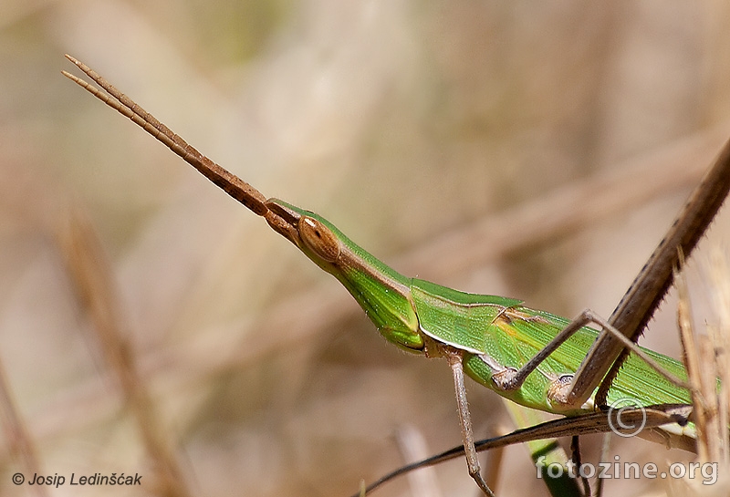 Skakavac s rogovima