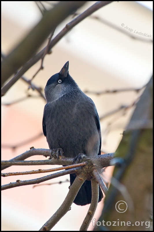 Čavka (Corvus monedula)