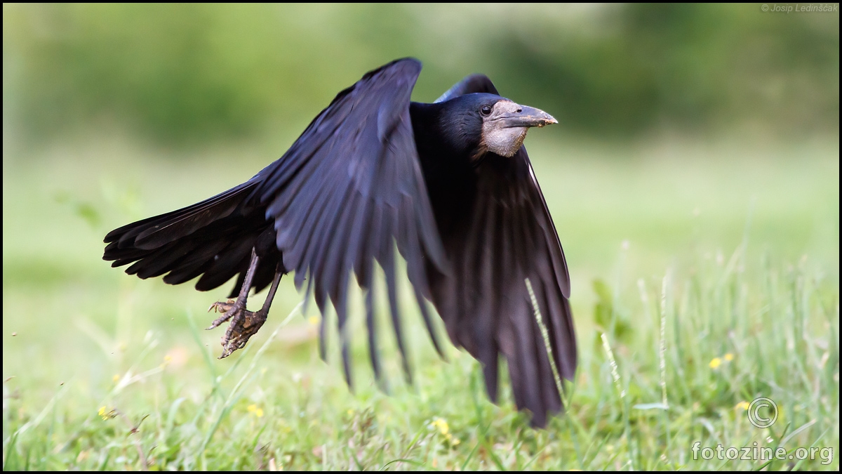 Gačac (Corvus frugilegus)