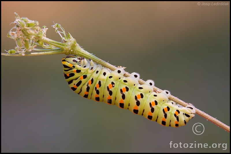 Lastin rep (Papilio machaon)