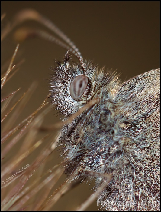 Mali okaš (Coenonympha pamphilus)