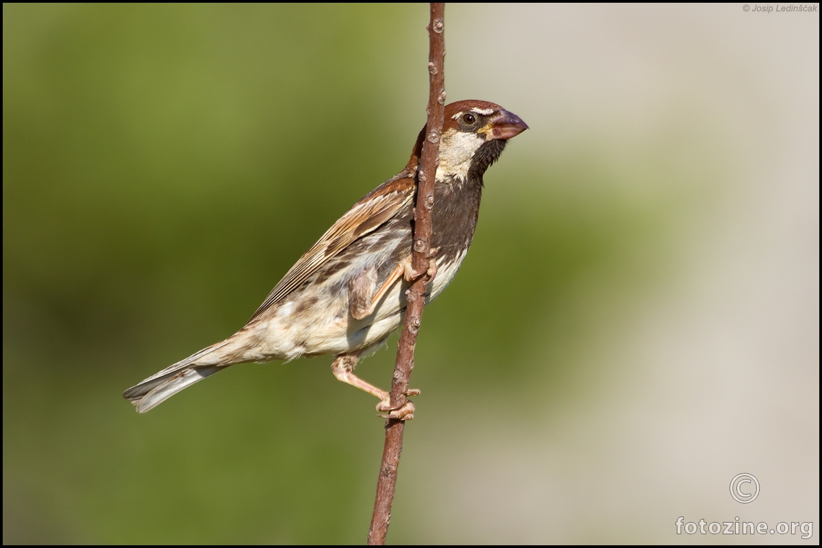 Španjolski vrabac (Passer hispaniolensis) ♂