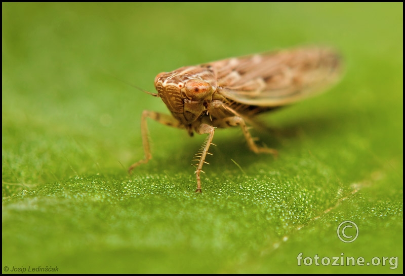 Dennis Leafhopper
