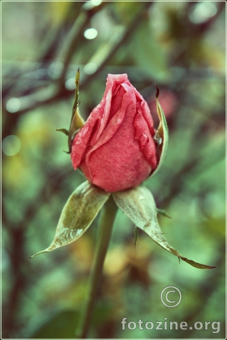 Smrznuta ruža