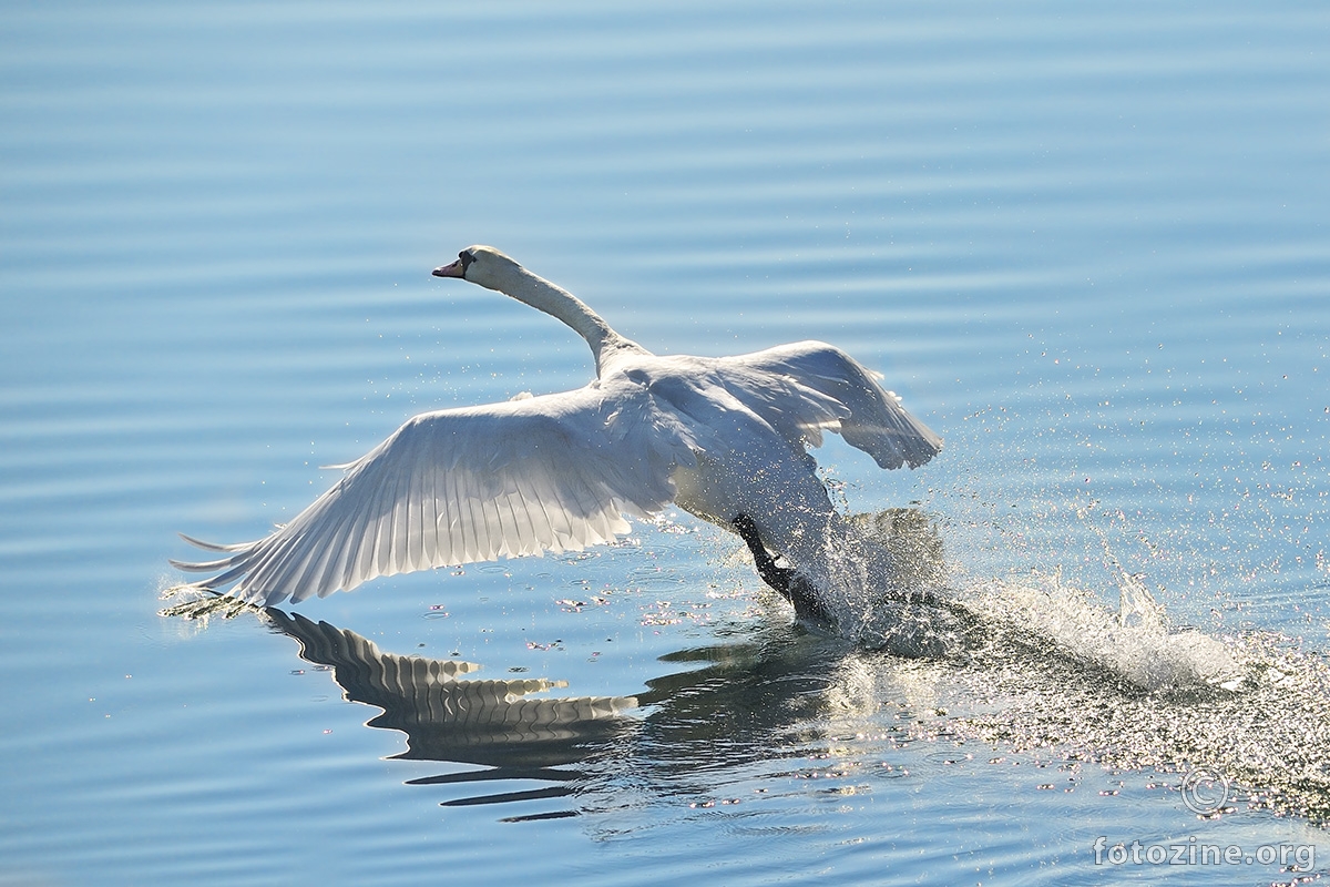 A Swan a Day...
